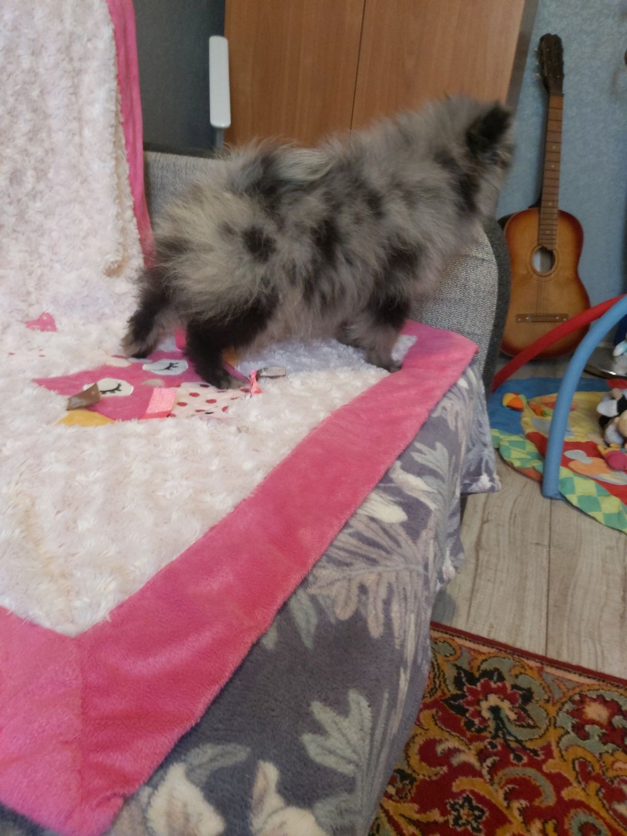 Мини Девочки Шпиц Голубое Мерле.