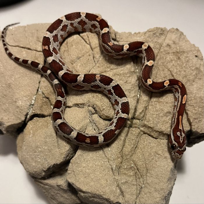 Wąż zbożowy normal