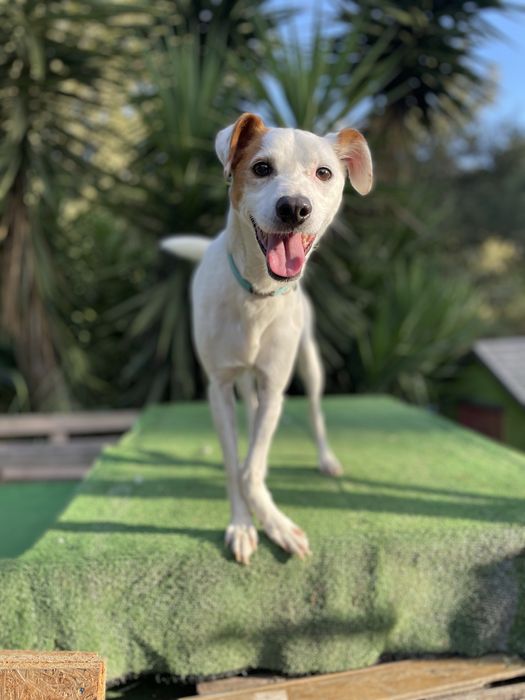 Macho porte mini + macho porte pequeno