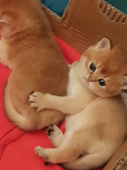British  Shorthair Golden e silver