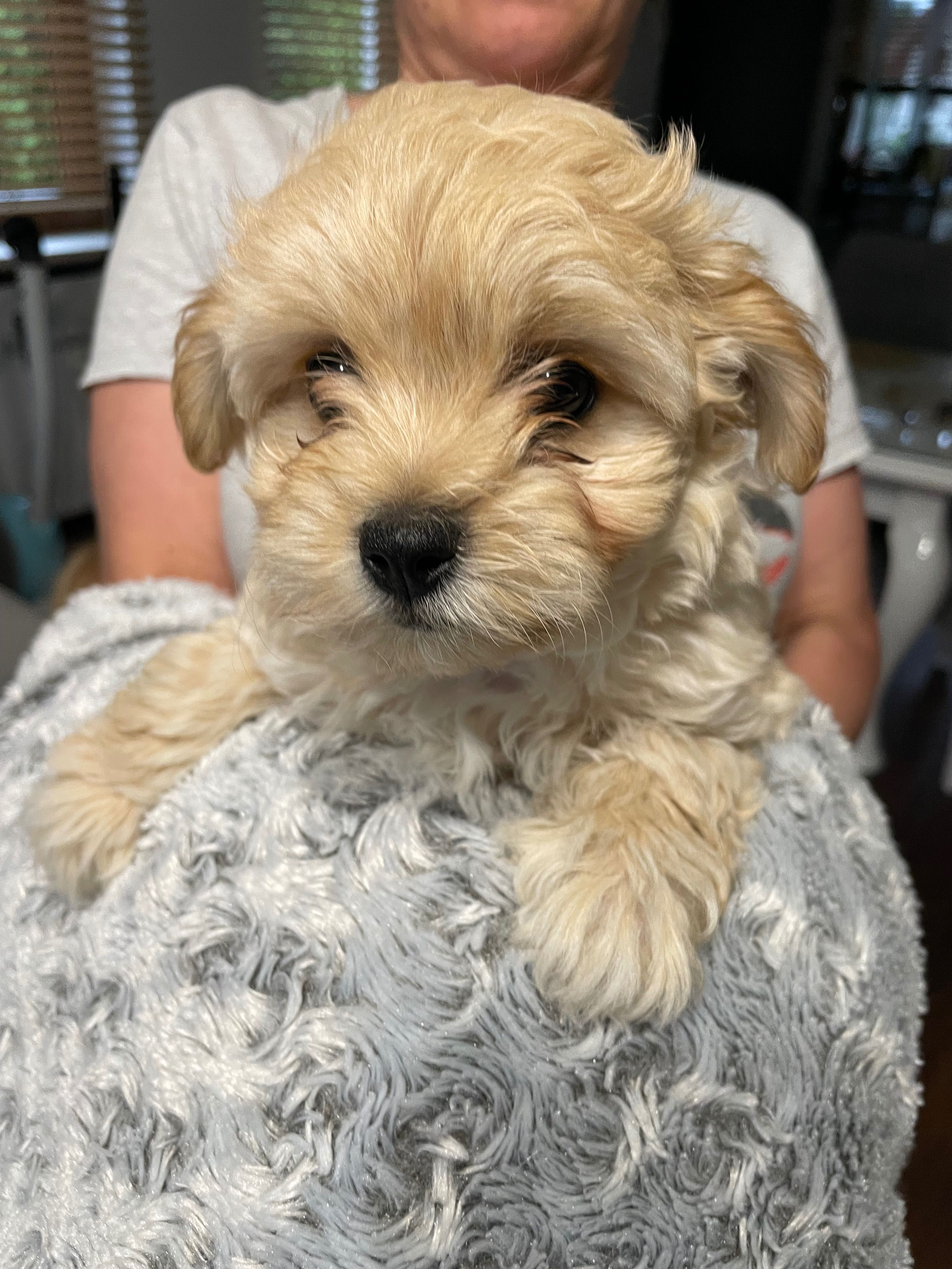 Piesek Maltipoo do odbioru początkiem lipca