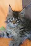 kotka MAINE COON - - rodowód FPL - GOTOWA
