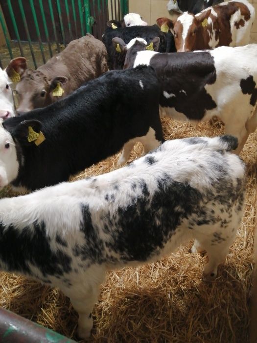 Jałówki i byczki CIECHANOWIEC polskie