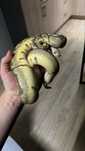 Python regius samiec