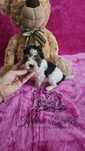 Yorkshire terrier Biewer tricolor sunia  PASZPORT!!