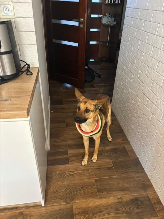 Riko szuka nowego kochającego domu