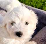 Coton de Tulear suczka FCI