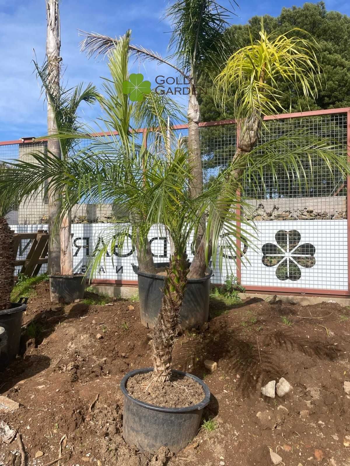 Palmeira Phoenix disponível várias alturas! Coqueiros / Jardim / Relva