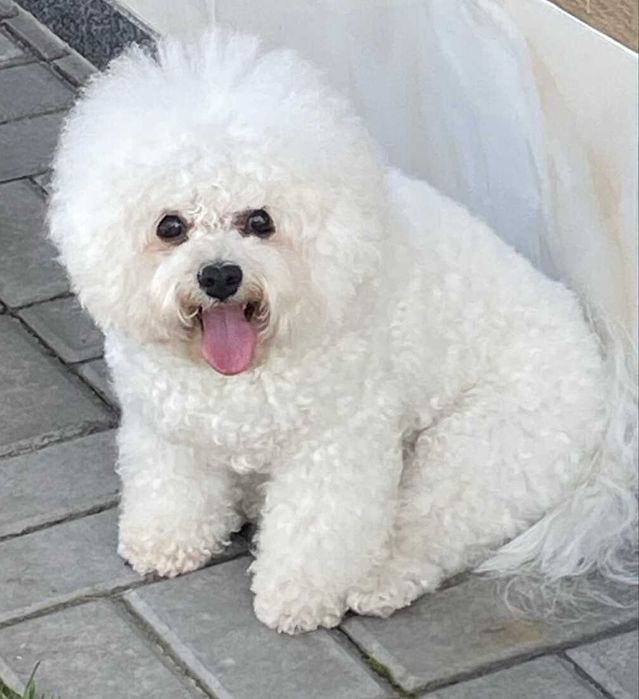 Бишон фризе вязка