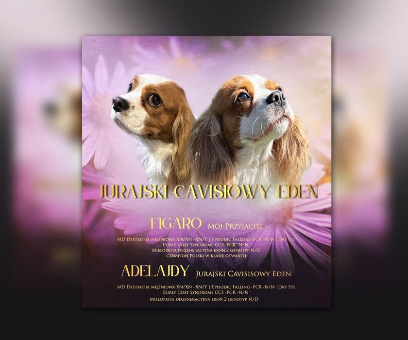 Zapowiedz miotu Adelajda i Figaro