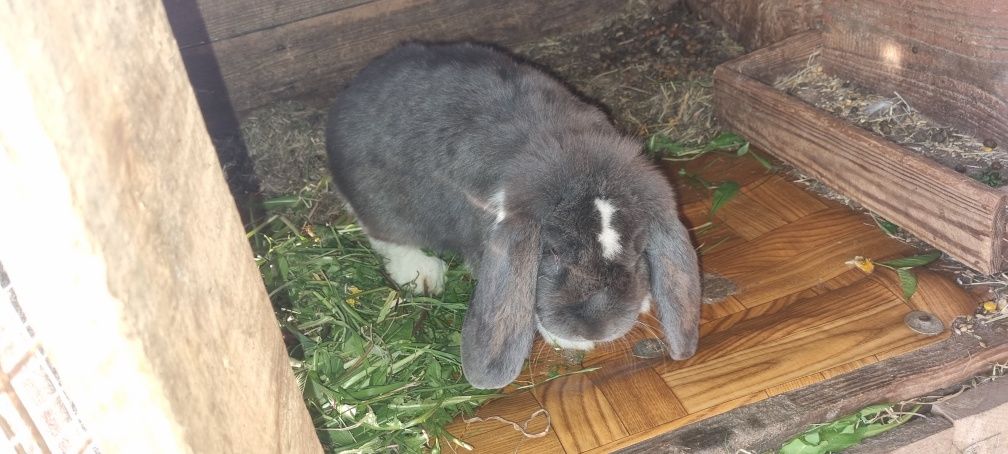 Belgi barany francuskie zapraszam do opisu