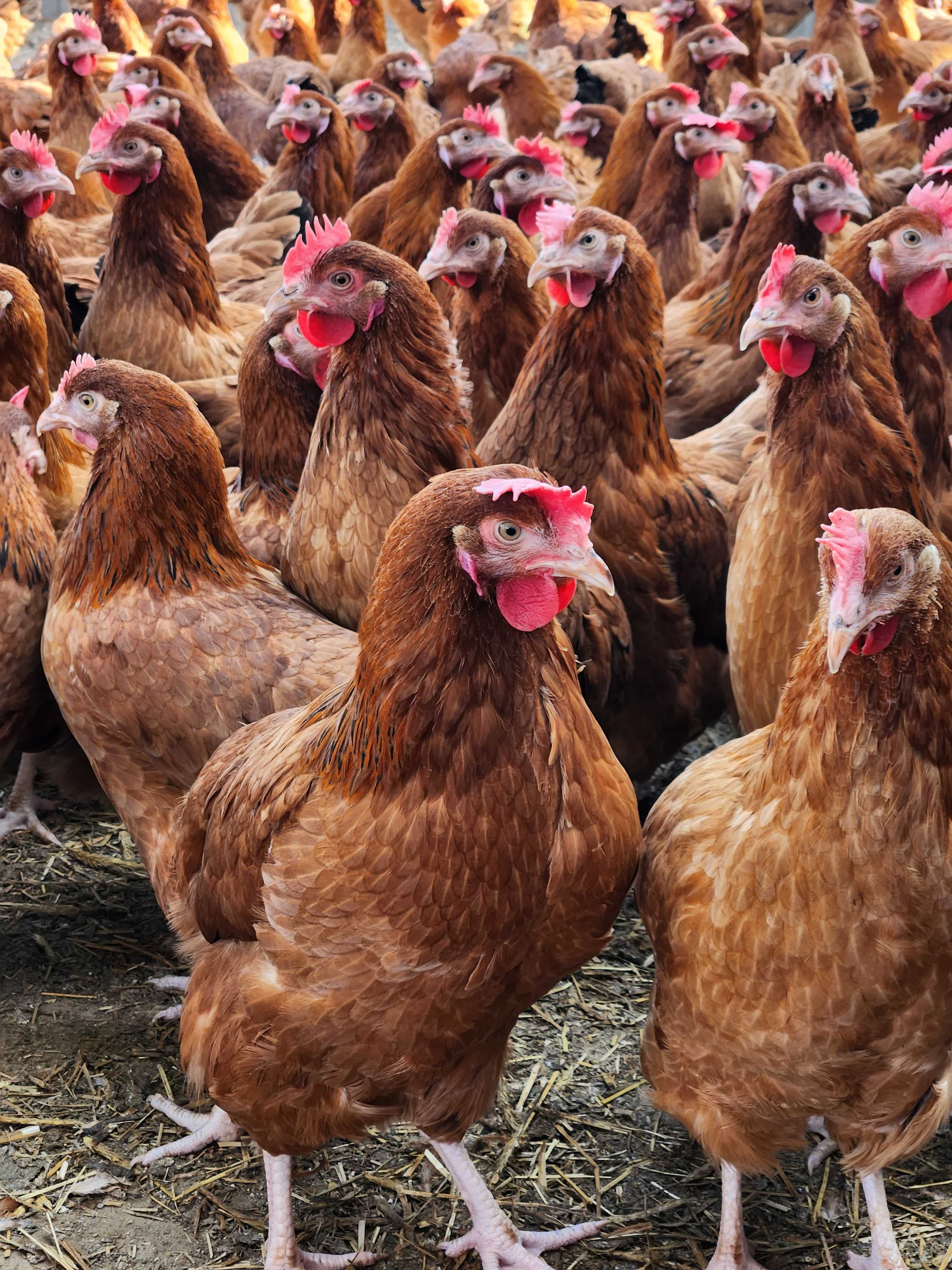 Nioski zdrowe z wolnego wybiegu z jajkiem ! Rossa Leghorn Messa !!