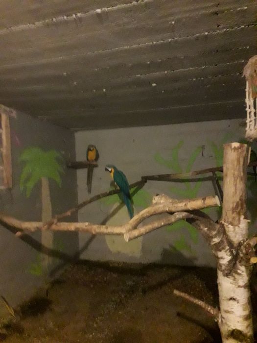 Ary ararauny sprzedam