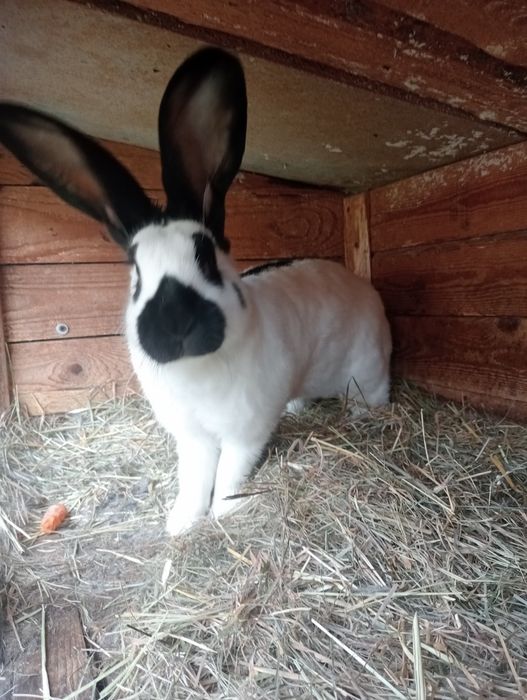 Samica srokacza zakocona