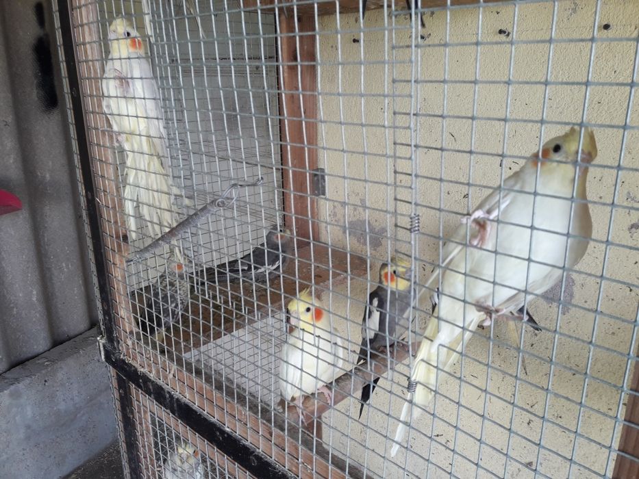 Vendo caturras de várias cor