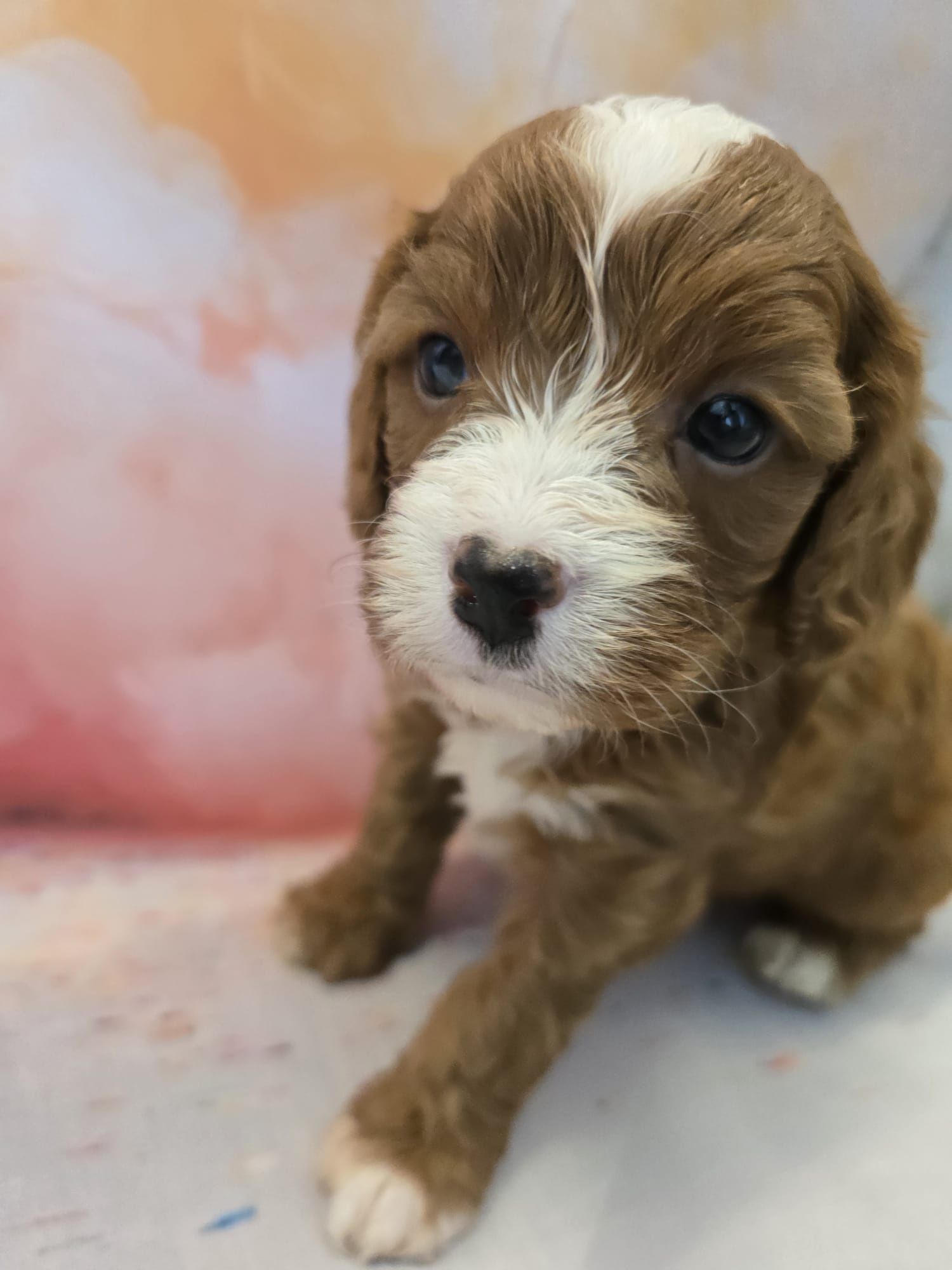 Cavapoo śliczny szczeniak