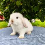 Mini lop rasowy metryka legalna hodowla miniaturka baranek