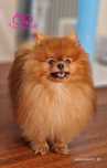 Pomeranian Szpic Miniaturowy ZKwP FCI Reproduktor