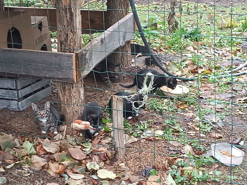 Bezdomne kotki czekają na dom