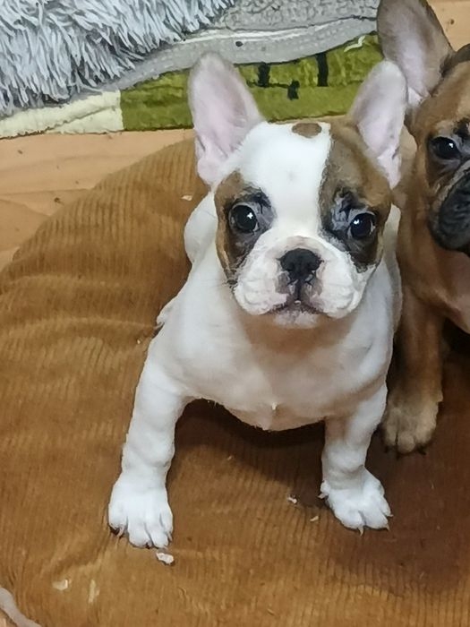 Чистопородні щенки французького бульдога