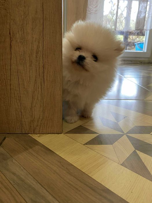 Szpic miniaturowy pomeranian sunia piękna puchata malusia