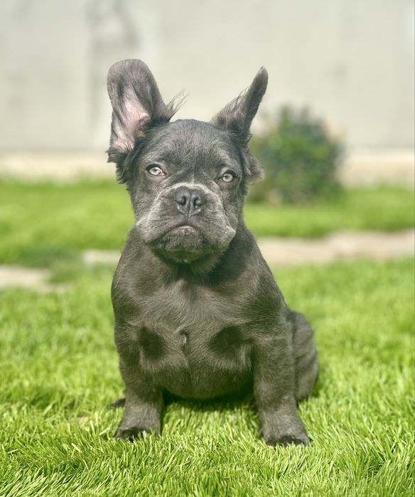 Флаффи! Голубая девочка!