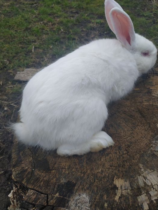 Кролі термонці та інші