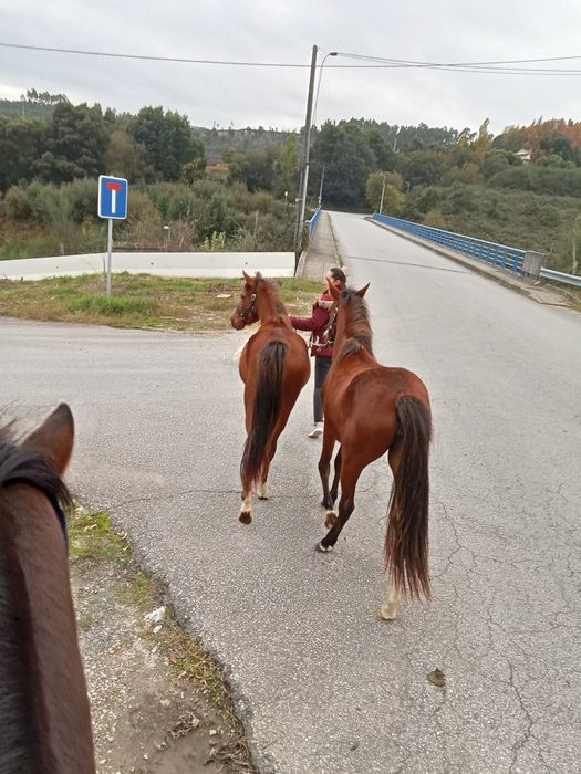 Poldras cruzadas lusitana