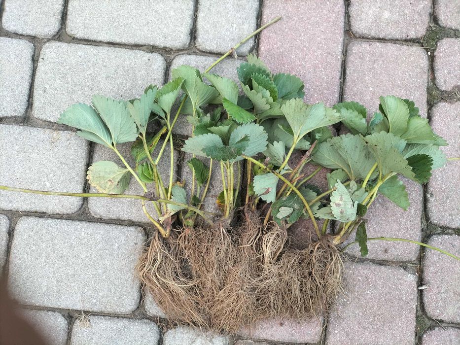 Sprzedam sadzonki truskawek