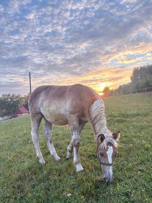 Źrebica zimnokrwista