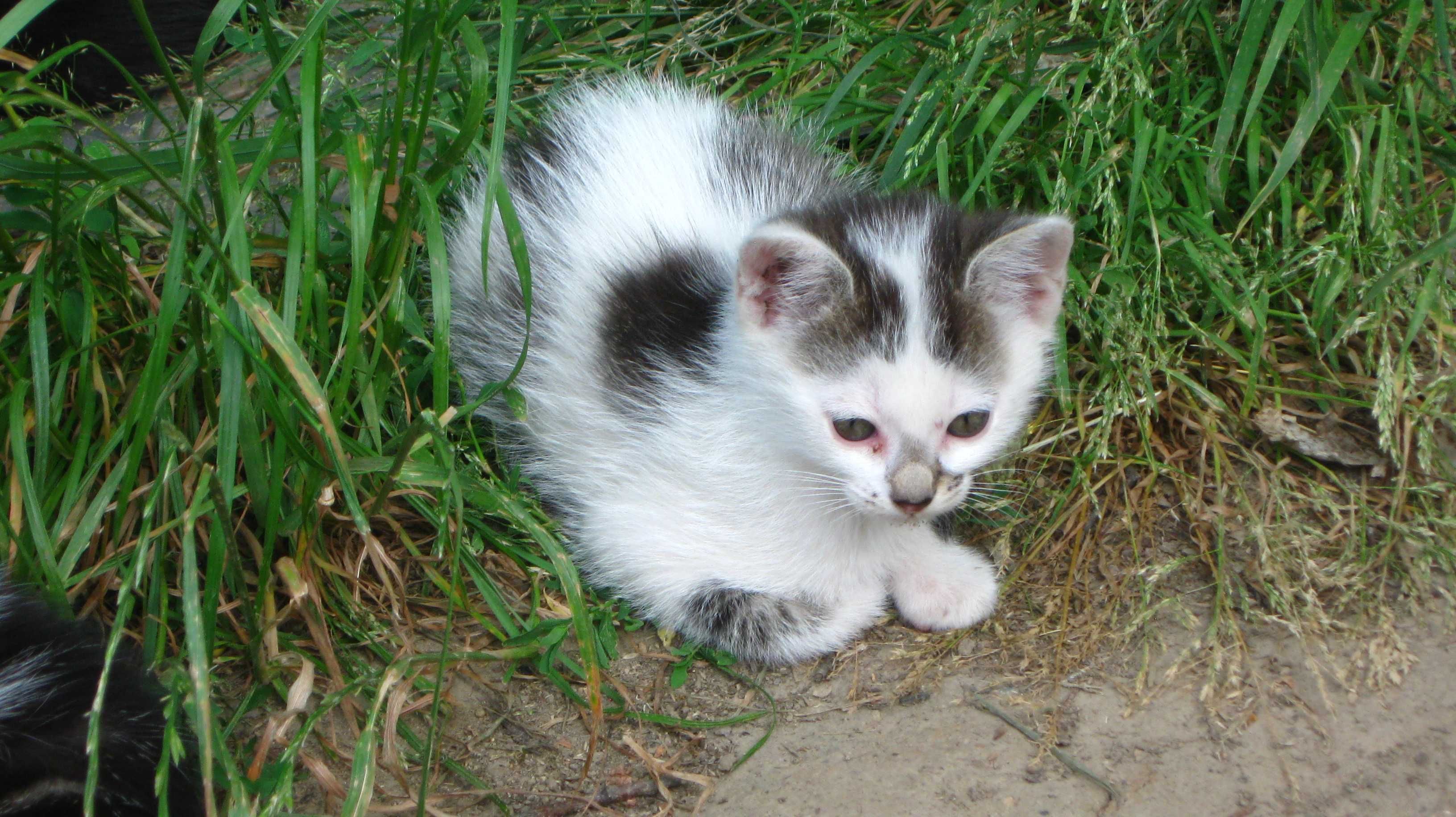 Oddam kotkę i kocura do adopcji