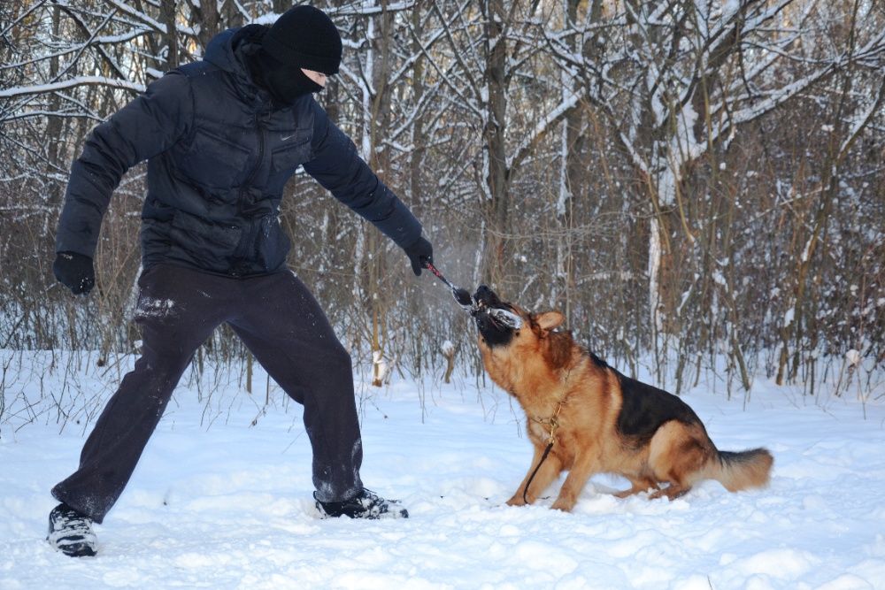 Немецкая овчарка кобель вязка