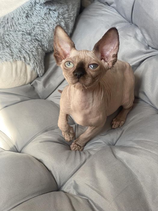 Сфинкс канадский в любимцы