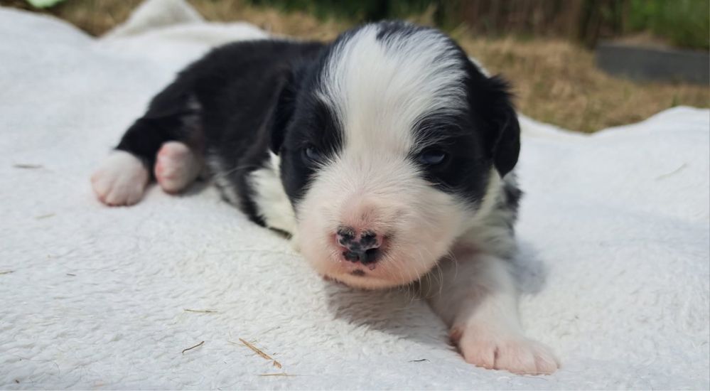 Negra cudna sunia border collie 3 tygodnie FCI ZKwP