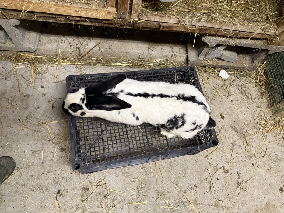 Samica srokacz niemiecki