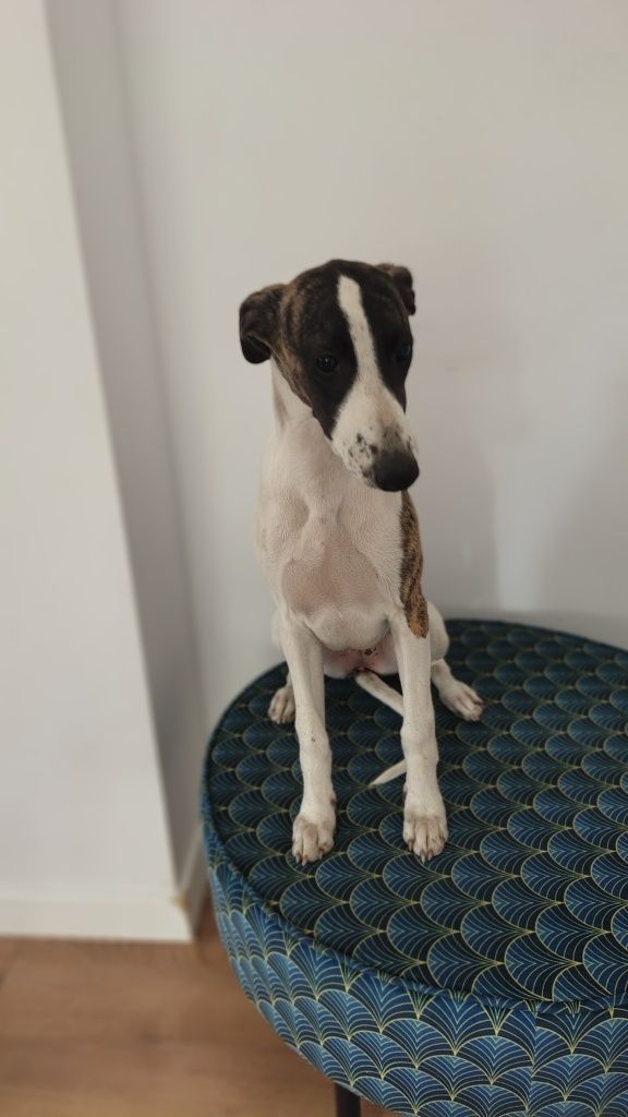 Chart angielski whippet FCI