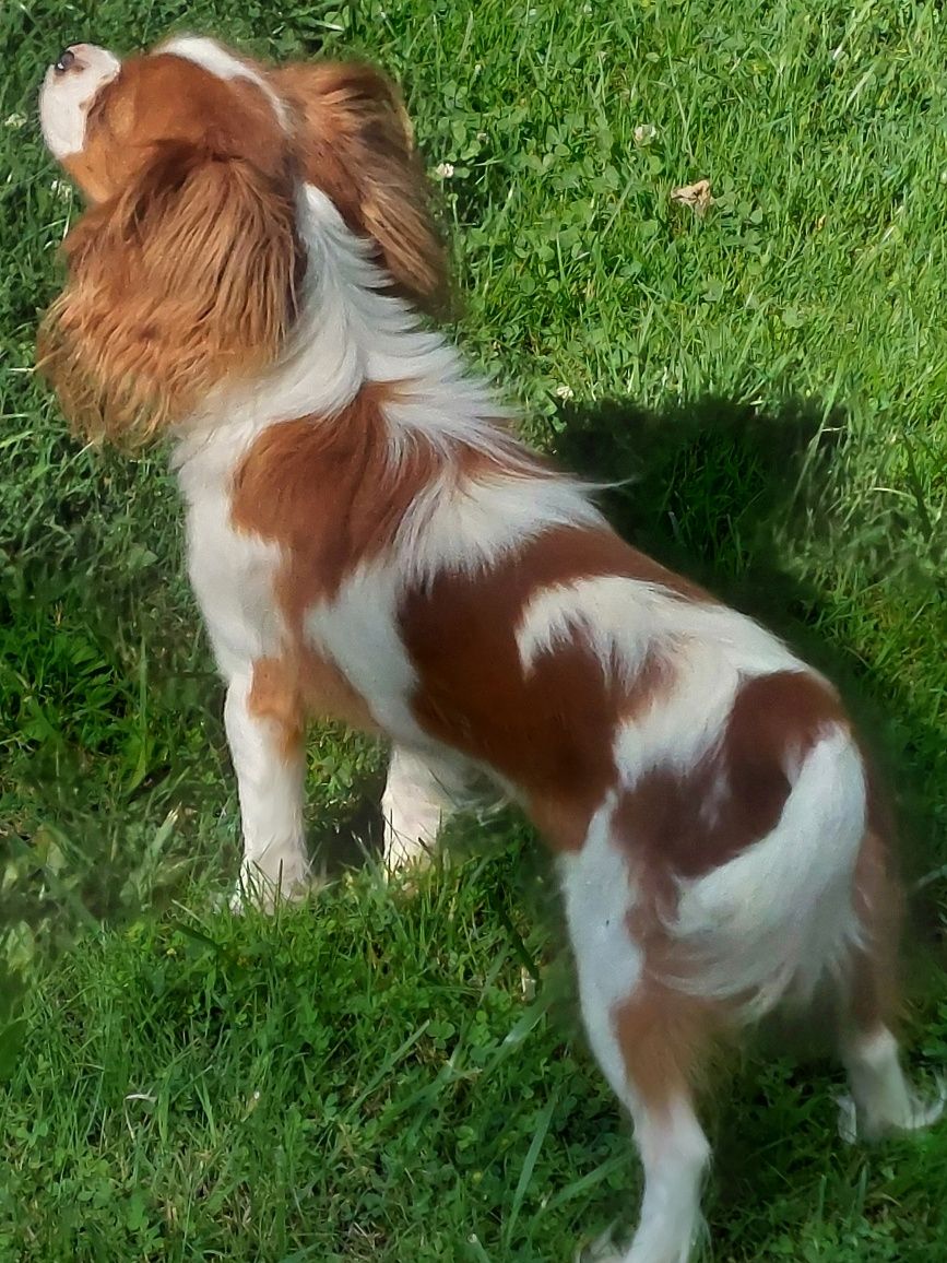 Cavalier King Charles spaniel piesek z rodowodem SWKIPR