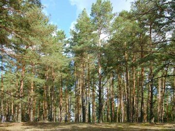 Земельна ділянка в лісі під будівництво