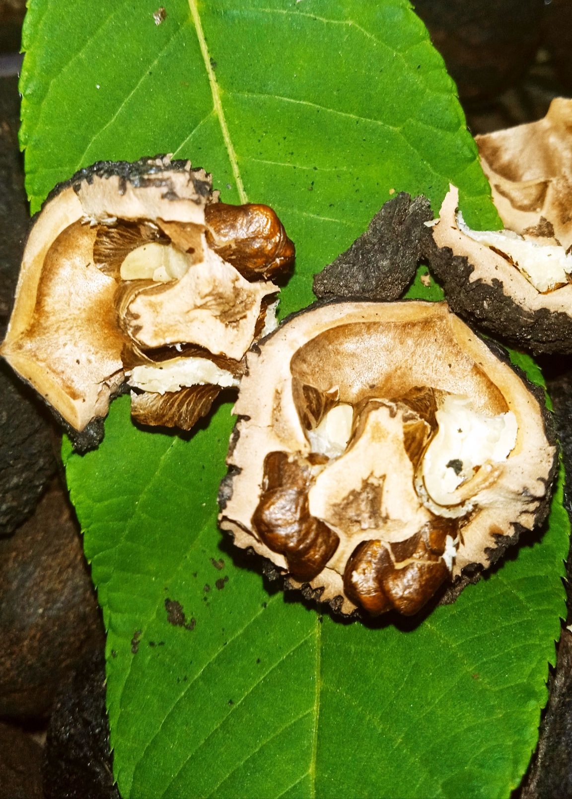 Плоды черного ореха, чорний горіх, Black Walnut