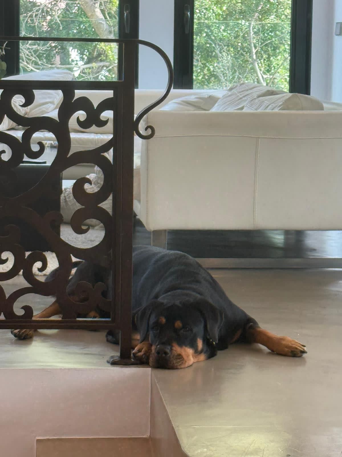 Rottweiler, suczka, Rottweilerka Roxy super z dziećmi, do adopcji