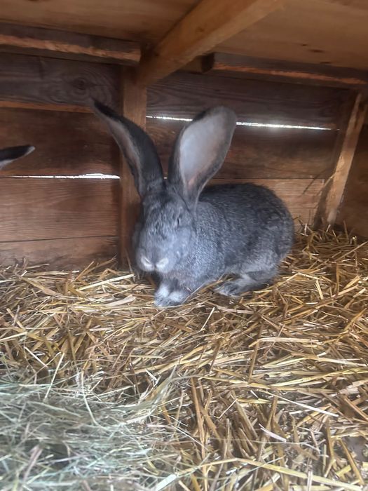 Belgijski Olbrzym Szynszylowaty