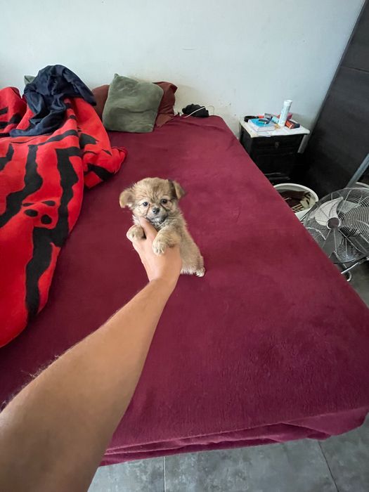 Chihuahua macho pelo longo