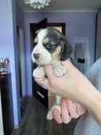 Beagle tricolor-wybitne z rodowodem!