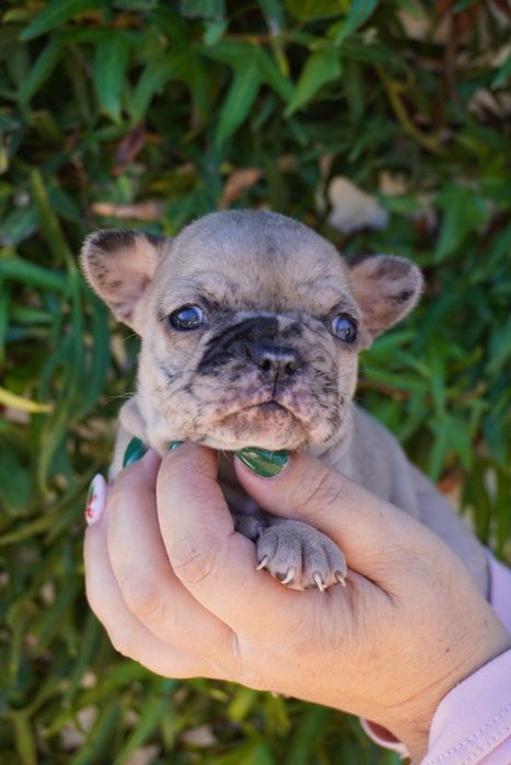 Bulldog francês Merle fawn