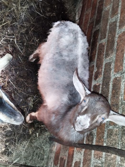 Продам козенята різного віку