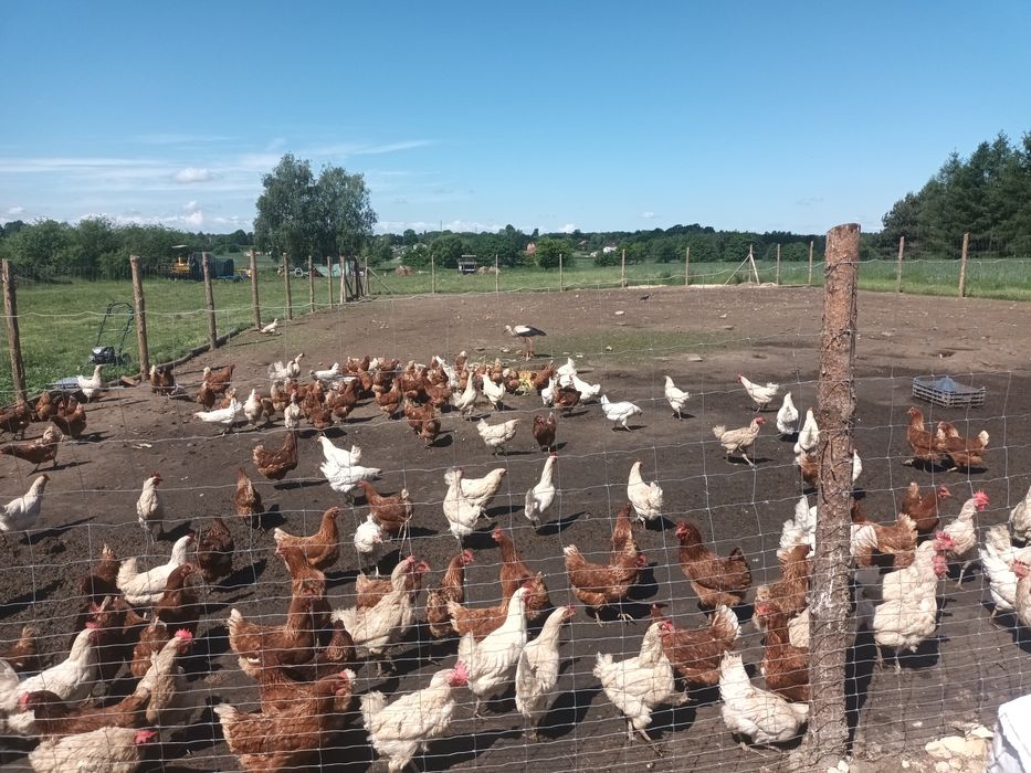 Sprzedam jajka z własnego gospodarstwa możliwość dowozu