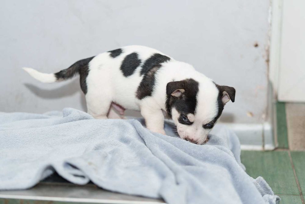 szczeniak mix szuka domu -schronisko Zgierz -aktualne