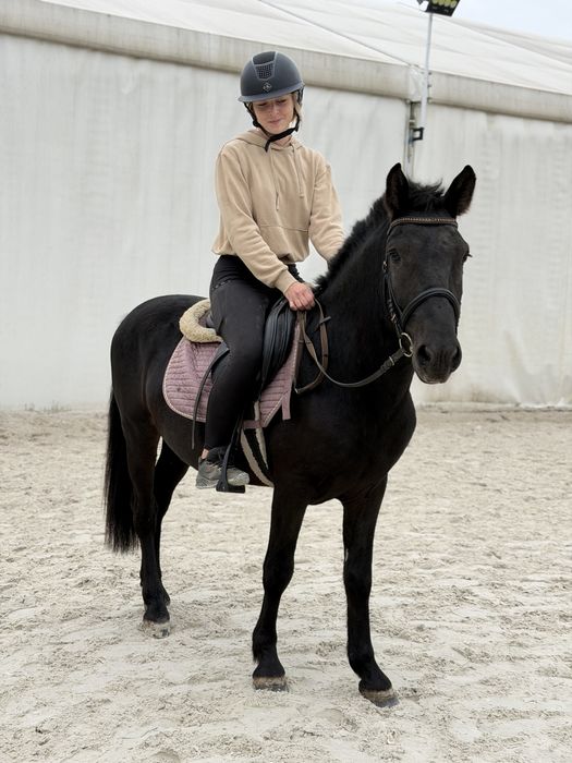 Bomboodporny kuc 137  cm