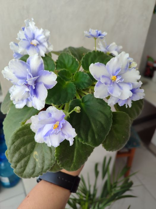 Фіалка. Сенполія