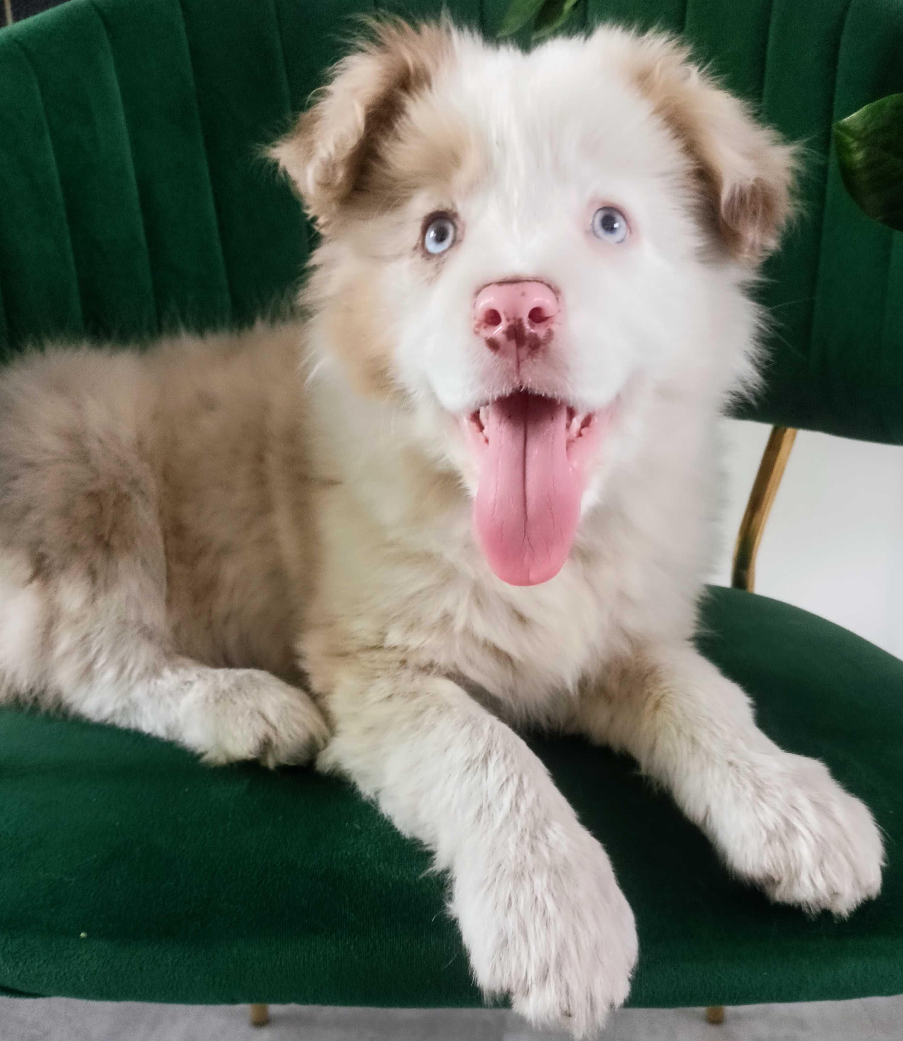 Piękna suczka red-merle Border Collie FCI